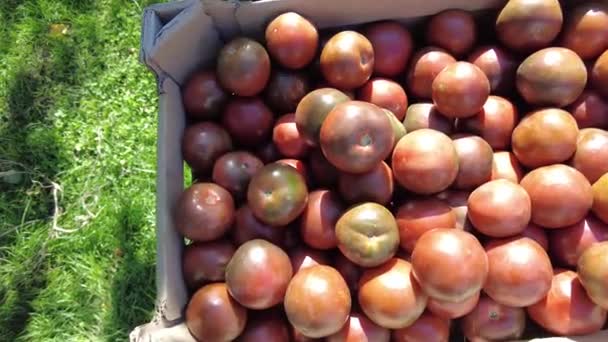 Tomates Negros Una Caja Video Apetitivos Tomates Cóctel Negro Una — Vídeo de stock