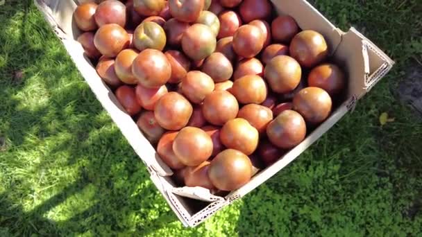 토마토 비디오가 칵테일 토마토를 배경의 플라스틱 상자에 넣었습니다 유기농 수확입니다 — 비디오