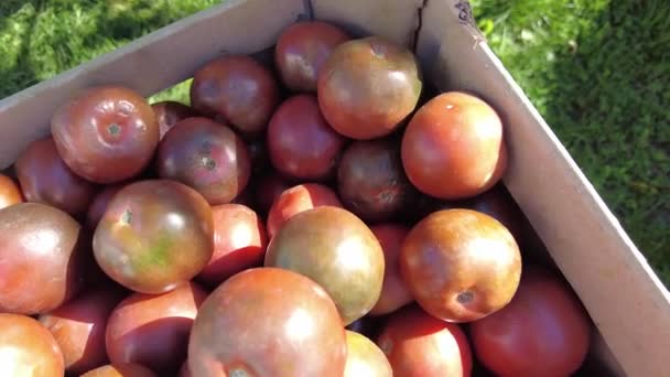 箱の中の黒いトマト 4Kビデオ 白い背景にプラスチック製の箱に黒いカクテルトマトを食欲をそそる 有機夏の収穫 透明な箱の中の小さな有機カクテルトマト — ストック動画