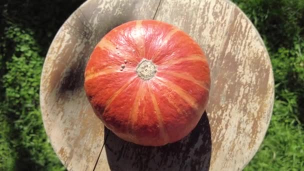 Tomates Noires Dans Une Boîte Vidéo Appétissantes Tomates Noires Cocktail — Video