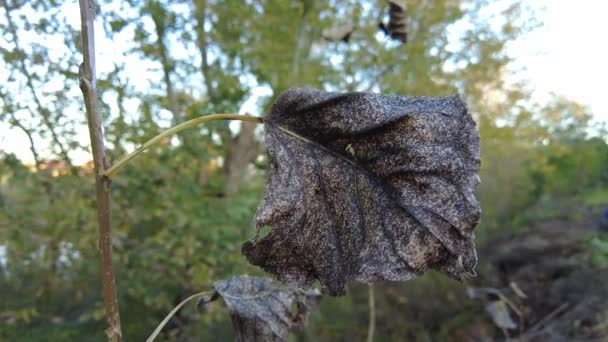 Herbstlaub Letzte Blätter Herbst Filmmaterial High Definition Video — Stockvideo