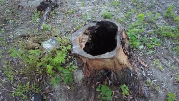 Old Stump Burnt Tree Burnt Stump Wood Texture Footage High — Stock Video