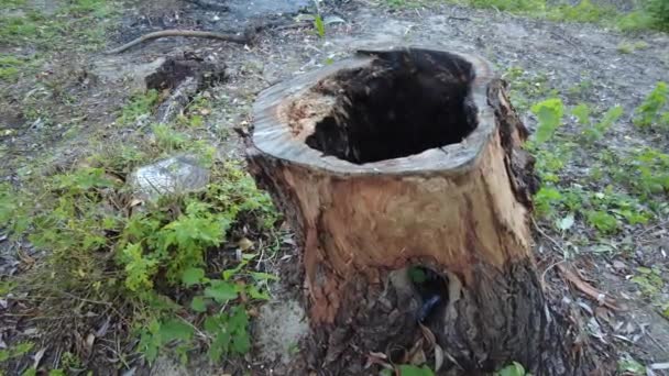 Old Stump Burnt Tree Burnt Stump Wood Texture Footage High — Stock Video