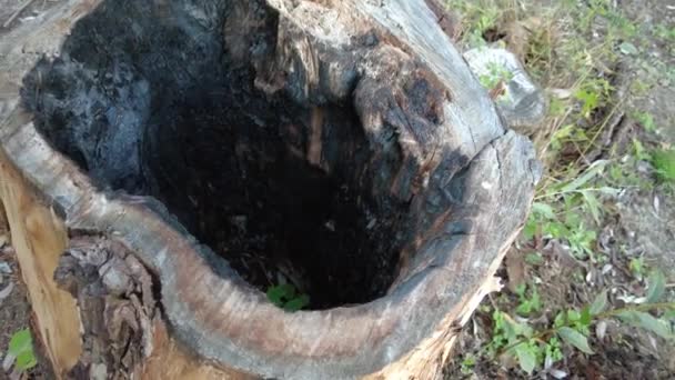 Velho Toco Árvore Queimada Toco Queimado Textura Madeira Imagens Alta — Vídeo de Stock