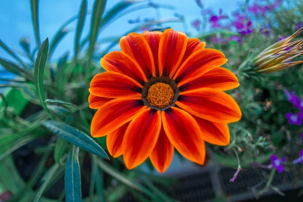 Gatzania African Chamomile Flowering Gazania Timelapse Gazania Linearis Flower Opens — Stock Photo, Image