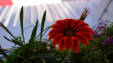 Gatzania, Afrika papatyası. Gazania 'nın çiçek açması. Gazania linearis. Çiçek sabah güneşin ilk ışıklarıyla bahçede açılır. Bulanık arkaplan