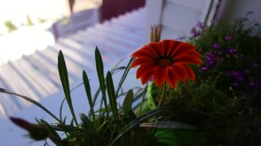 Gatzania, Afrika papatyası. Gazania 'nın çiçek açması. Gazania linearis. Çiçek sabah güneşin ilk ışıklarıyla bahçede açılır. Bulanık arkaplan