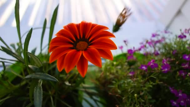 ガッツアニアアフリカカモミール ガザニアの開花時期 ガザニア線型 花は太陽の最初の光線で庭の朝に開きます ぼやけた背景 — ストック動画