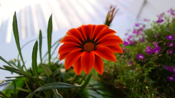 ガッツアニアアフリカカモミール ガザニアの開花時期 ガザニア線型 花は太陽の最初の光線で庭の朝に開きます ぼやけた背景 — ストック動画
