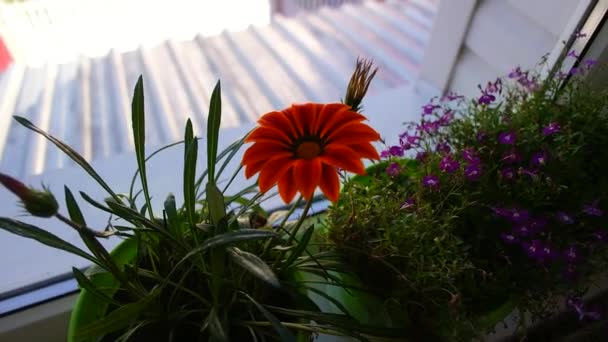 Гатзанія Африканський Шомл Цвітіння Газанії Timelapse Газанійський Лінеаріс Квітка Відкривається — стокове відео