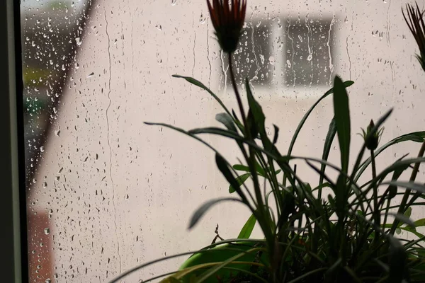 Regentropfen Fließen Durch Das Glas Wassertropfen Folgen Auf Schwarzem Hintergrund — Stockfoto