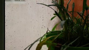 Yağmur damlaları camdan aşağı akar. Su damlaları siyah arkaplanı takip ediyor. Yağmur damlaları ıssız bir yere damlıyor. Dijital beste için mükemmel. Su damlaları cama, yağmura yakın.