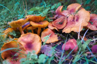 Kütüğün üzerinde mantarlar. Ormanda bir sürü mantar var. tricholoma. Orman mantarları (Coprinellus yayılımı), yosunlu yaşlı ağaç gövdesinde büyüyen peri mürekkebi ya da asker parçacıklı kapsülü olarak bilinir. Mantar topluyorum. Ormanda.