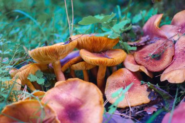 Kütüğün üzerinde mantarlar. Ormanda bir sürü mantar var. tricholoma. Orman mantarları (Coprinellus yayılımı), yosunlu yaşlı ağaç gövdesinde büyüyen peri mürekkebi ya da asker parçacıklı kapsülü olarak bilinir. Mantar topluyorum. Ormanda.