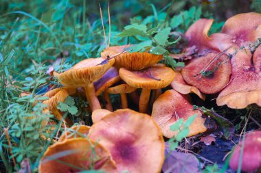 Kütüğün üzerinde mantarlar. Ormanda bir sürü mantar var. tricholoma. Orman mantarları (Coprinellus yayılımı), yosunlu yaşlı ağaç gövdesinde büyüyen peri mürekkebi ya da asker parçacıklı kapsülü olarak bilinir. Mantar topluyorum. Ormanda.