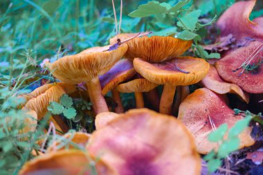 Kütüğün üzerinde mantarlar. Ormanda bir sürü mantar var. tricholoma. Orman mantarları (Coprinellus yayılımı), yosunlu yaşlı ağaç gövdesinde büyüyen peri mürekkebi ya da asker parçacıklı kapsülü olarak bilinir. Mantar topluyorum. Ormanda.