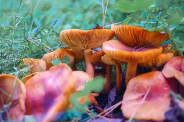 Kütüğün üzerinde mantarlar. Ormanda bir sürü mantar var. tricholoma. Orman mantarları (Coprinellus yayılımı), yosunlu yaşlı ağaç gövdesinde büyüyen peri mürekkebi ya da asker parçacıklı kapsülü olarak bilinir. Mantar topluyorum. Ormanda.