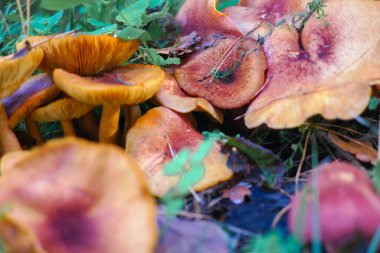 Kütüğün üzerinde mantarlar. Ormanda bir sürü mantar var. tricholoma. Orman mantarları (Coprinellus yayılımı), yosunlu yaşlı ağaç gövdesinde büyüyen peri mürekkebi ya da asker parçacıklı kapsülü olarak bilinir. Mantar topluyorum. Ormanda.