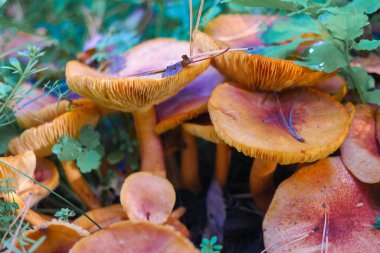 Kütüğün üzerinde mantarlar. Ormanda bir sürü mantar var. tricholoma. Orman mantarları (Coprinellus yayılımı), yosunlu yaşlı ağaç gövdesinde büyüyen peri mürekkebi ya da asker parçacıklı kapsülü olarak bilinir. Mantar topluyorum. Ormanda.