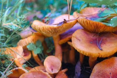 Kütüğün üzerinde mantarlar. Ormanda bir sürü mantar var. tricholoma. Orman mantarları (Coprinellus yayılımı), yosunlu yaşlı ağaç gövdesinde büyüyen peri mürekkebi ya da asker parçacıklı kapsülü olarak bilinir. Mantar topluyorum. Ormanda.