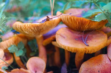 Kütüğün üzerinde mantarlar. Ormanda bir sürü mantar var. tricholoma. Orman mantarları (Coprinellus yayılımı), yosunlu yaşlı ağaç gövdesinde büyüyen peri mürekkebi ya da asker parçacıklı kapsülü olarak bilinir. Mantar topluyorum. Ormanda.