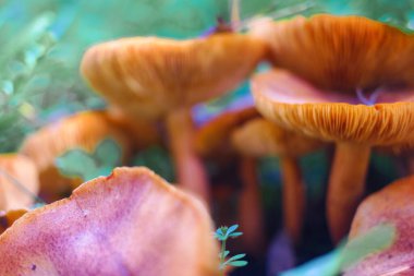 Kütüğün üzerinde mantarlar. Ormanda bir sürü mantar var. tricholoma. Orman mantarları (Coprinellus yayılımı), yosunlu yaşlı ağaç gövdesinde büyüyen peri mürekkebi ya da asker parçacıklı kapsülü olarak bilinir. Mantar topluyorum. Ormanda.