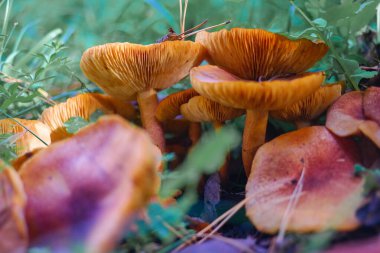 Kütüğün üzerinde mantarlar. Ormanda bir sürü mantar var. tricholoma. Orman mantarları (Coprinellus yayılımı), yosunlu yaşlı ağaç gövdesinde büyüyen peri mürekkebi ya da asker parçacıklı kapsülü olarak bilinir. Mantar topluyorum. Ormanda.