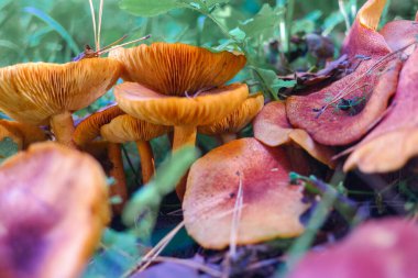 Kütüğün üzerinde mantarlar. Ormanda bir sürü mantar var. tricholoma. Orman mantarları (Coprinellus yayılımı), yosunlu yaşlı ağaç gövdesinde büyüyen peri mürekkebi ya da asker parçacıklı kapsülü olarak bilinir. Mantar topluyorum. Ormanda.