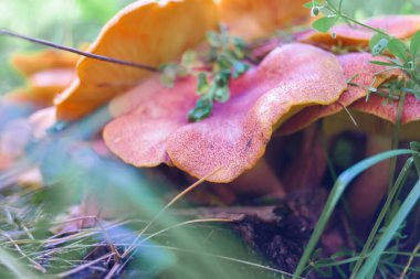 Kütüğün üzerinde mantarlar. Ormanda bir sürü mantar var. tricholoma. Orman mantarları (Coprinellus yayılımı), yosunlu yaşlı ağaç gövdesinde büyüyen peri mürekkebi ya da asker parçacıklı kapsülü olarak bilinir. Mantar topluyorum. Ormanda.