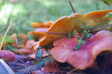 Kütüğün üzerinde mantarlar. Ormanda bir sürü mantar var. tricholoma. Orman mantarları (Coprinellus yayılımı), yosunlu yaşlı ağaç gövdesinde büyüyen peri mürekkebi ya da asker parçacıklı kapsülü olarak bilinir. Mantar topluyorum. Ormanda.