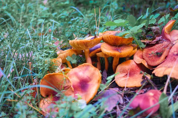 mushrooms on the stump. many mushrooms in the forest. tricholoma. Forest mushrooms (Coprinellus disseminatus), known as fairy inkcap or trooping crumble cap, growing on mossy old tree trunk. picking mushrooms. in the forest