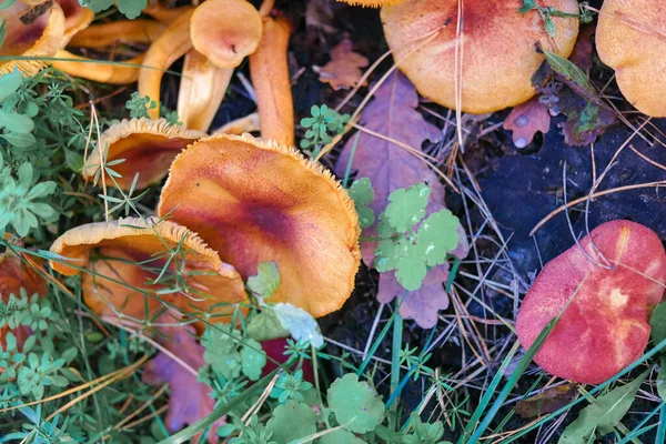 mushrooms on the stump. many mushrooms in the forest. tricholoma. Forest mushrooms (Coprinellus disseminatus), known as fairy inkcap or trooping crumble cap, growing on mossy old tree trunk. picking mushrooms. in the forest