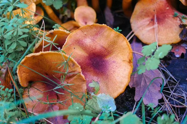 mushrooms on the stump. many mushrooms in the forest. tricholoma. Forest mushrooms (Coprinellus disseminatus), known as fairy inkcap or trooping crumble cap, growing on mossy old tree trunk. picking mushrooms. in the forest