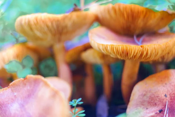 树桩上的蘑菇 森林里有许多蘑菇 毛滴虫瘤森林蘑菇 Coprinellus Spreading Atus 被称为仙女座 生长在长满青苔的老树干上 采摘蘑菇 在森林里 — 图库照片