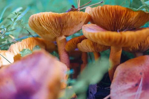 Kütüğün üzerinde mantarlar. Ormanda bir sürü mantar var. tricholoma. Orman mantarları (Coprinellus yayılımı), yosunlu yaşlı ağaç gövdesinde büyüyen peri mürekkebi ya da asker parçacıklı kapsülü olarak bilinir. Mantar topluyorum. Ormanda.