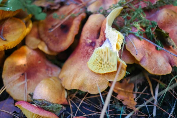 mushrooms on the stump. many mushrooms in the forest. tricholoma. Forest mushrooms (Coprinellus disseminatus), known as fairy inkcap or trooping crumble cap, growing on mossy old tree trunk. picking mushrooms. in the forest