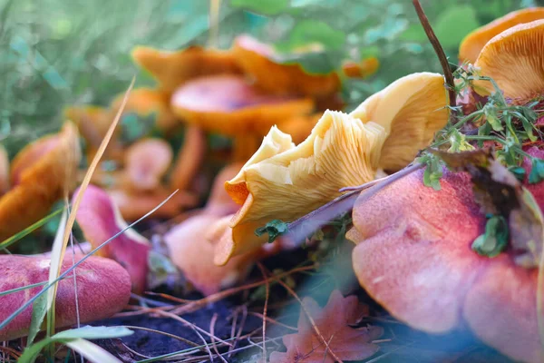 mushrooms on the stump. many mushrooms in the forest. tricholoma. Forest mushrooms (Coprinellus disseminatus), known as fairy inkcap or trooping crumble cap, growing on mossy old tree trunk. picking mushrooms. in the forest