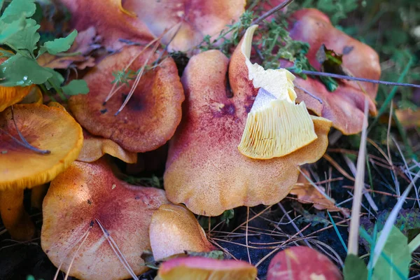 树桩上的蘑菇 森林里有许多蘑菇 毛滴虫瘤森林蘑菇 Coprinellus Spreading Atus 被称为仙女座 生长在长满青苔的老树干上 采摘蘑菇 在森林里 — 图库照片