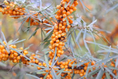 Bir dalda deniz karabatağı üzümü. Deniz karabatağı ağacı. Sonbaharın başlarında deniz karabataklarının yakın çekimi. Olgun deniz dikenleri Ekim 'de alınmış dallar üzerinde. Bir sürü portakallı deniz dikenli böğürtlen.