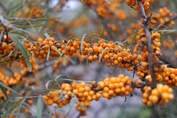 Sanddornbeeren Auf Einem Zweig Sanddornbaum Sanddorn Nahaufnahme Frühherbst Reifer Sanddorn — Stockfoto