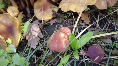 Kütüğün üzerinde mantarlar. Ormanda bir sürü mantar var. tricholoma. Orman mantarları (Coprinellus yayılımı), yosunlu yaşlı ağaç gövdesinde büyüyen peri mürekkebi ya da asker parçacıklı kapsülü olarak bilinir. Mantar topluyorum. Ormanda.