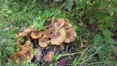 Kütüğün üzerinde mantarlar. Ormanda bir sürü mantar var. tricholoma. Orman mantarları (Coprinellus yayılımı), yosunlu yaşlı ağaç gövdesinde büyüyen peri mürekkebi ya da asker parçacıklı kapsülü olarak bilinir. Mantar topluyorum. Ormanda.