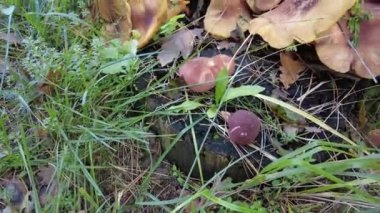 Kütüğün üzerinde mantarlar. Ormanda bir sürü mantar var. tricholoma. Orman mantarları (Coprinellus yayılımı), yosunlu yaşlı ağaç gövdesinde büyüyen peri mürekkebi ya da asker parçacıklı kapsülü olarak bilinir. Seç onu