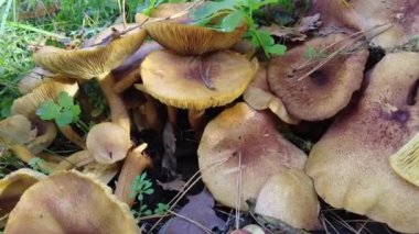 Kütüğün üzerinde mantarlar. Ormanda bir sürü mantar var. tricholoma. Orman mantarları (Coprinellus yayılımı), yosunlu yaşlı ağaç gövdesinde büyüyen peri mürekkebi ya da asker parçacıklı kapsülü olarak bilinir. Seç onu
