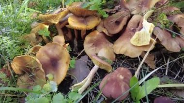 Kütüğün üzerinde mantarlar. Ormanda bir sürü mantar var. tricholoma. Orman mantarları (Coprinellus yayılımı), yosunlu yaşlı ağaç gövdesinde büyüyen peri mürekkebi ya da asker parçacıklı kapsülü olarak bilinir. Seç onu