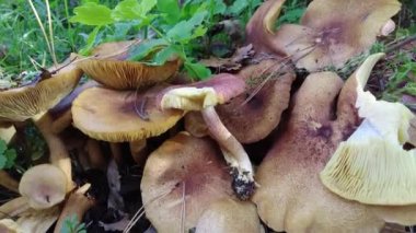 Kütüğün üzerinde mantarlar. Ormanda bir sürü mantar var. tricholoma. Orman mantarları (Coprinellus yayılımı), yosunlu yaşlı ağaç gövdesinde büyüyen peri mürekkebi ya da asker parçacıklı kapsülü olarak bilinir. Seç onu