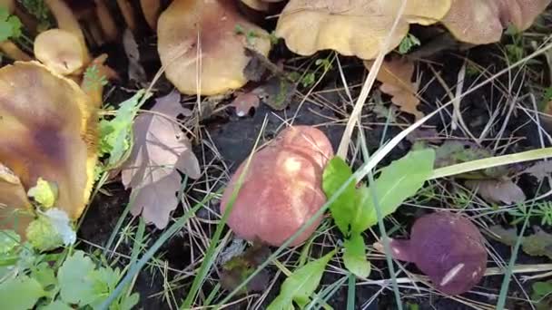 树桩上的蘑菇 森林里有许多蘑菇 毛滴虫瘤森林蘑菇 Coprinellus Spreading Atus 被称为仙女座 生长在长满青苔的老树干上 采摘蘑菇 在森林里 — 图库视频影像