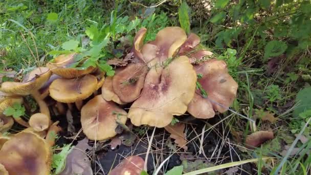 树桩上的蘑菇 森林里有许多蘑菇 毛滴虫瘤森林蘑菇 Coprinellus Spreading Atus 被称为仙女座 生长在长满青苔的老树干上 采摘蘑菇 在森林里 — 图库视频影像