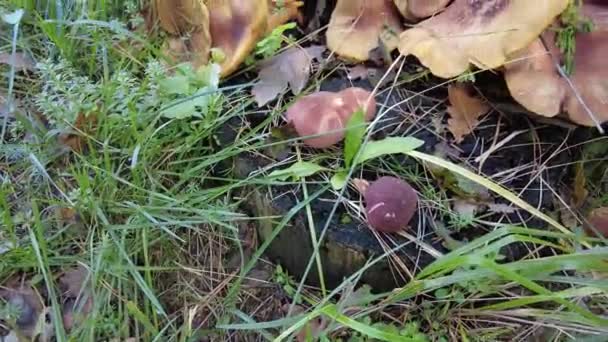 树桩上的蘑菇 森林里有许多蘑菇 毛滴虫瘤森林蘑菇 Coprinellus Spreading Atus 被称为仙女座 生长在长满青苔的老树干上 — 图库视频影像