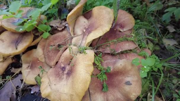 Cogumelos Coto Muitos Cogumelos Floresta Tricoloma Cogumelos Floresta Coprinellus Disseminatus — Vídeo de Stock